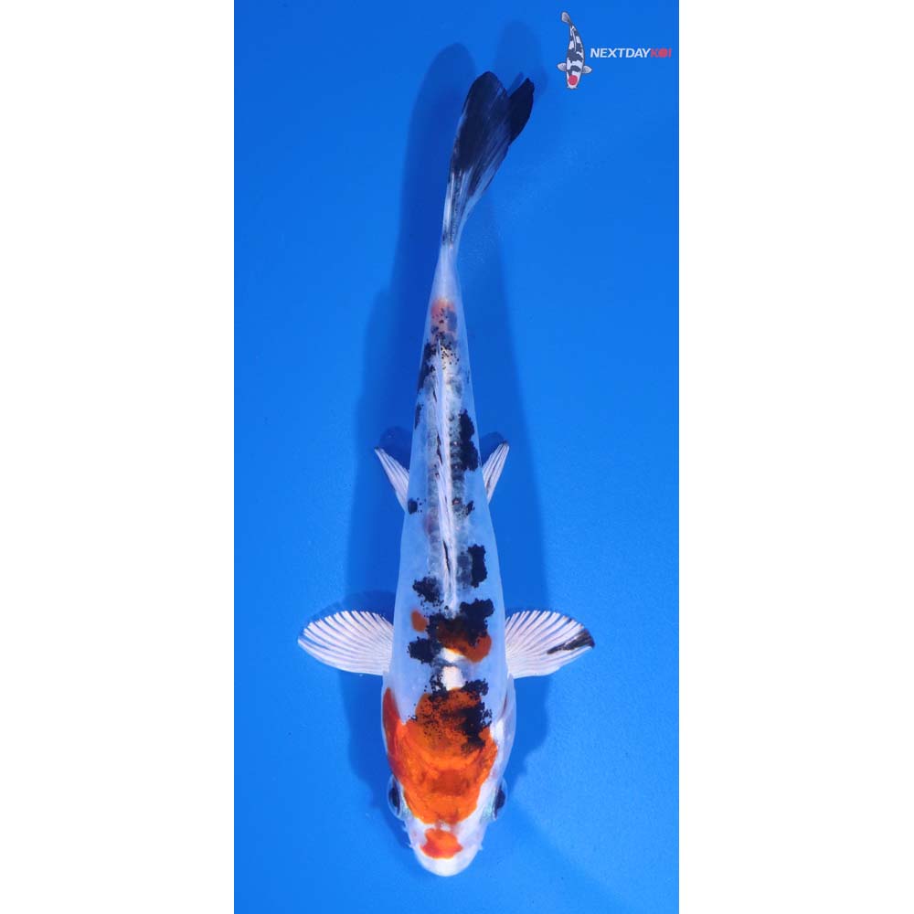 5” Imported Heisei Nishiki