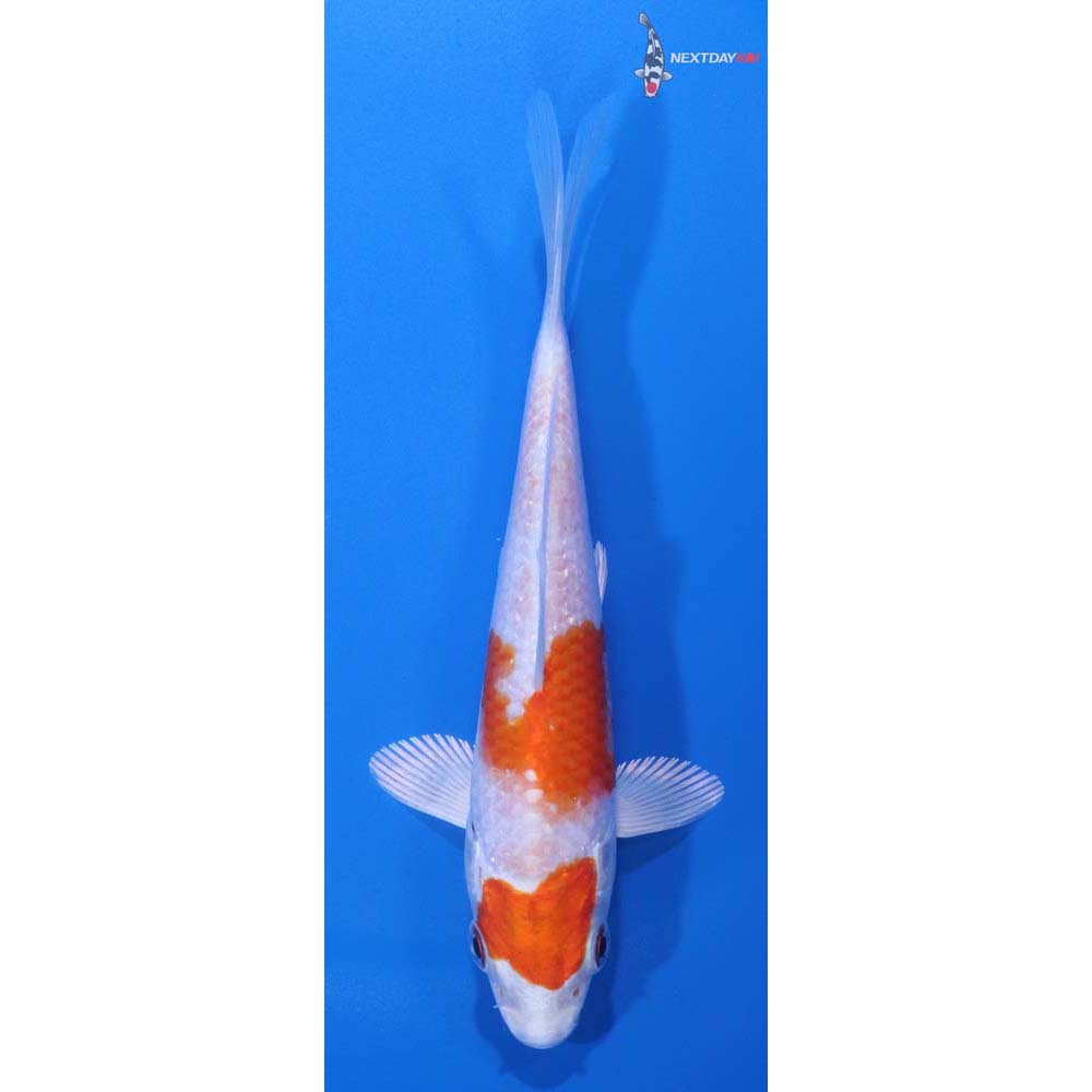 5” Imported Hariwake