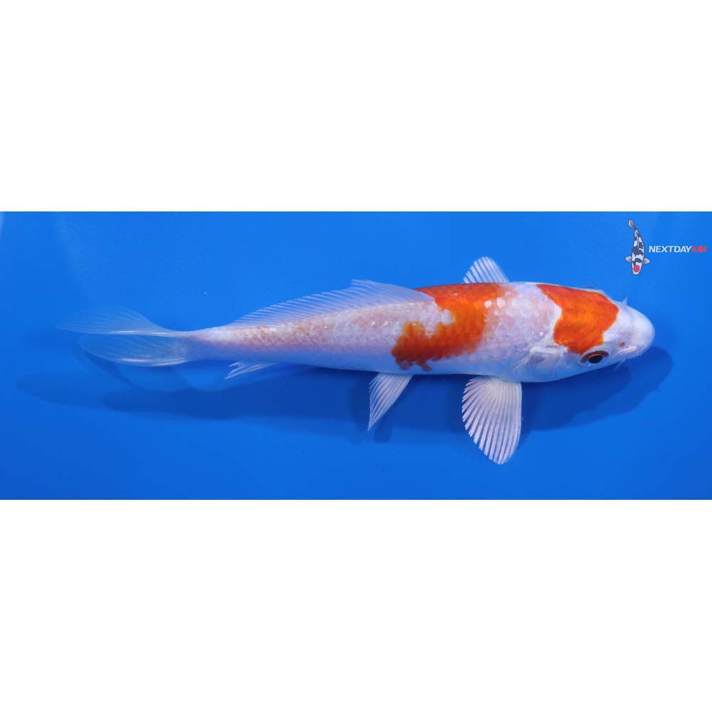 5” Imported Hariwake