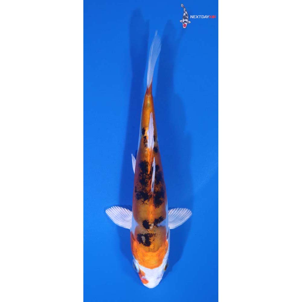 5” Imported Heisei Nishiki