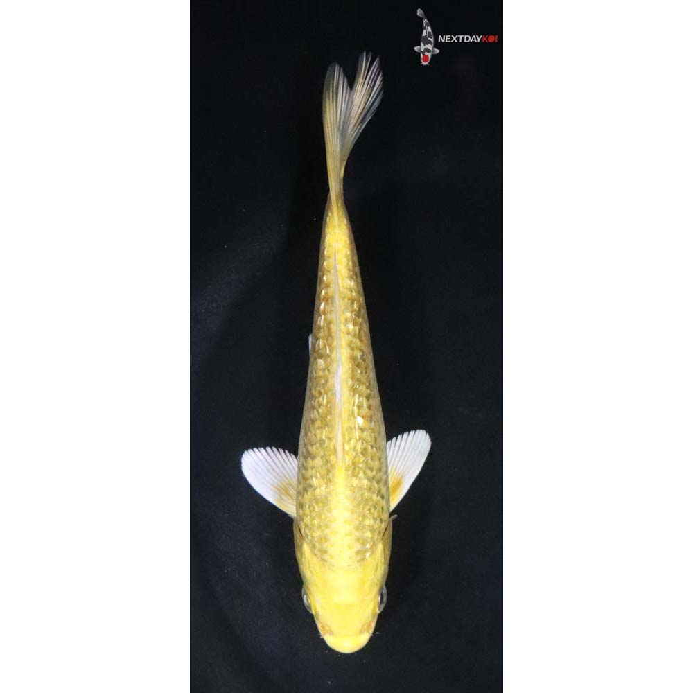 5.5” Imported Gin Rin Yamabuki Ogon