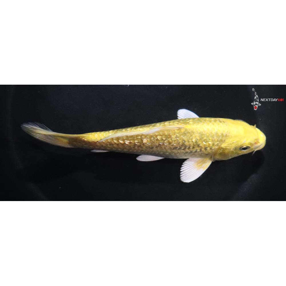 5.5” Imported Gin Rin Yamabuki Ogon