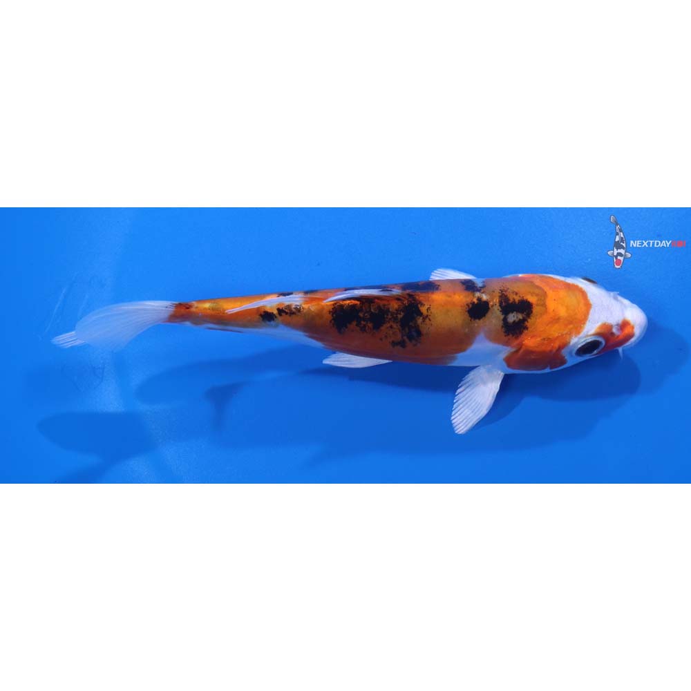 5” Imported Heisei Nishiki