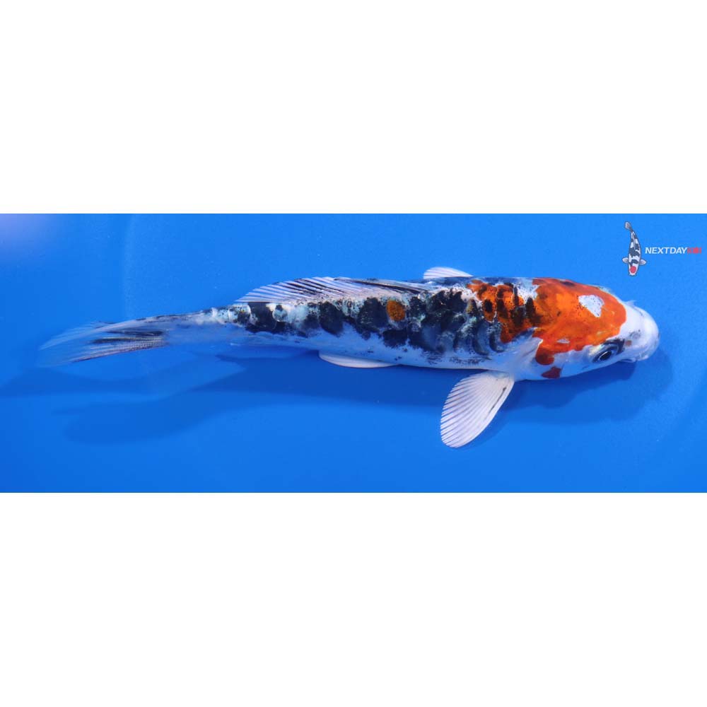 5.5” Imported Heisei Nishiki