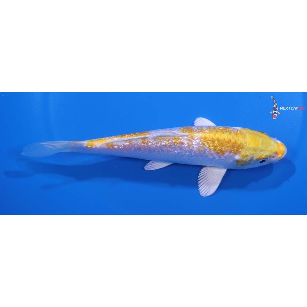 5.5” Imported Gin Rin Lemon Hariwake