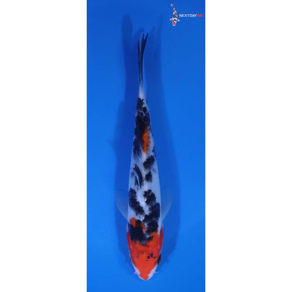 6” Imported Sanke