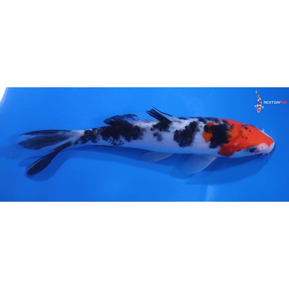 6” Imported Sanke