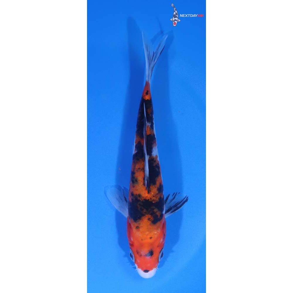 5” Imported Sanke