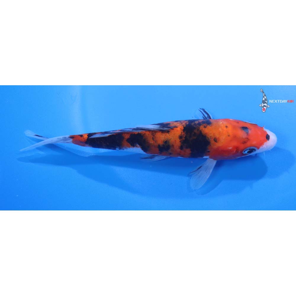 5” Imported Sanke