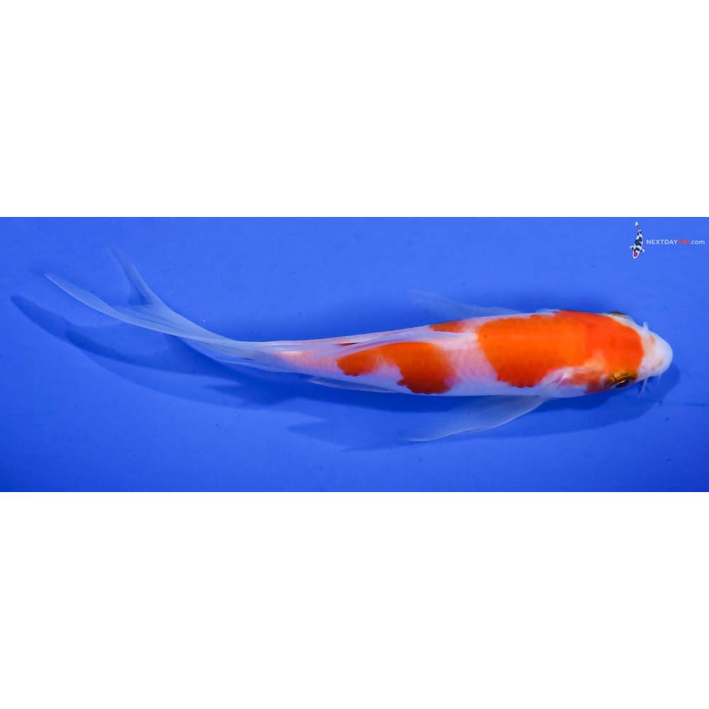 5” Imported Kohaku Butterfly Koi