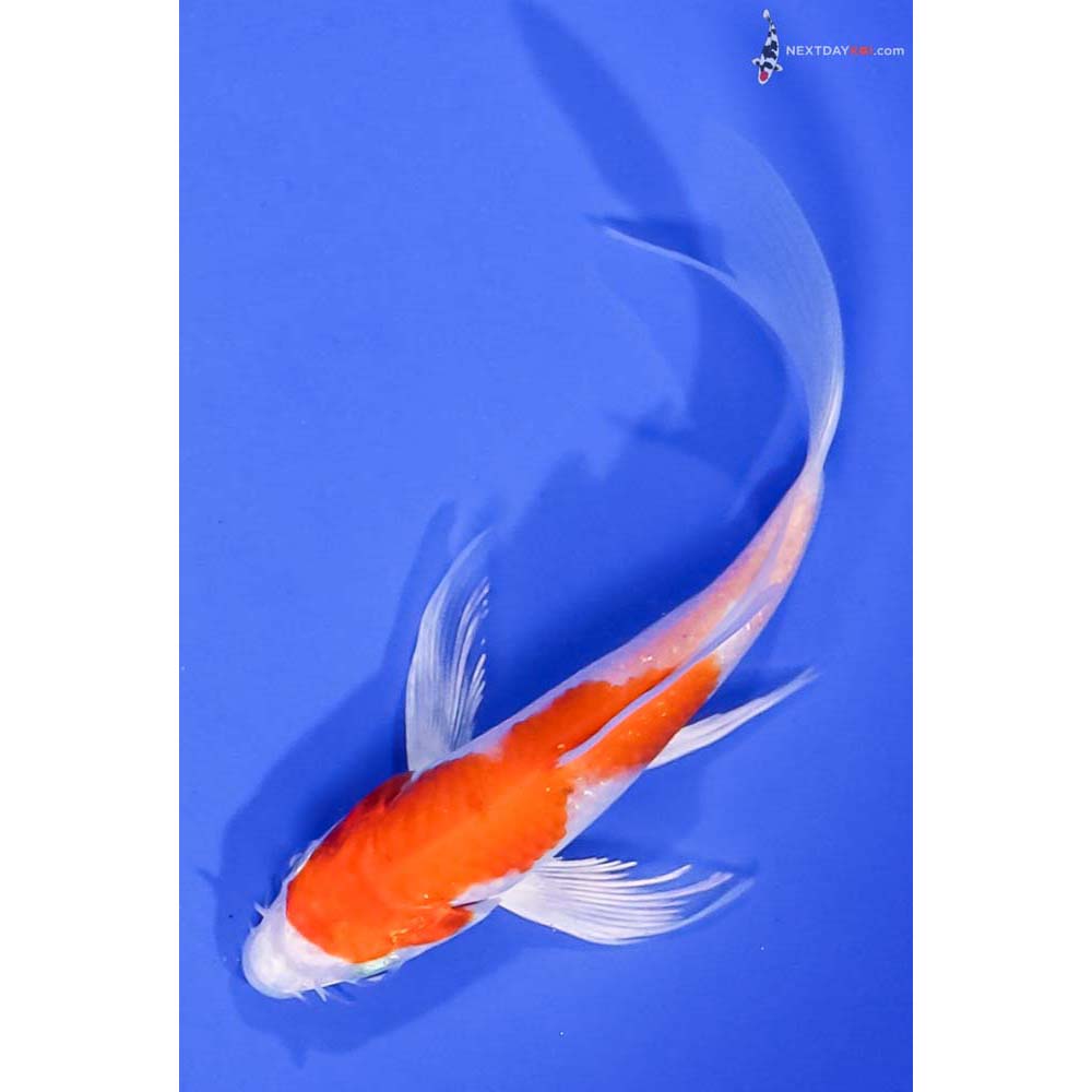 5” Imported Hariwake Butterfly Koi