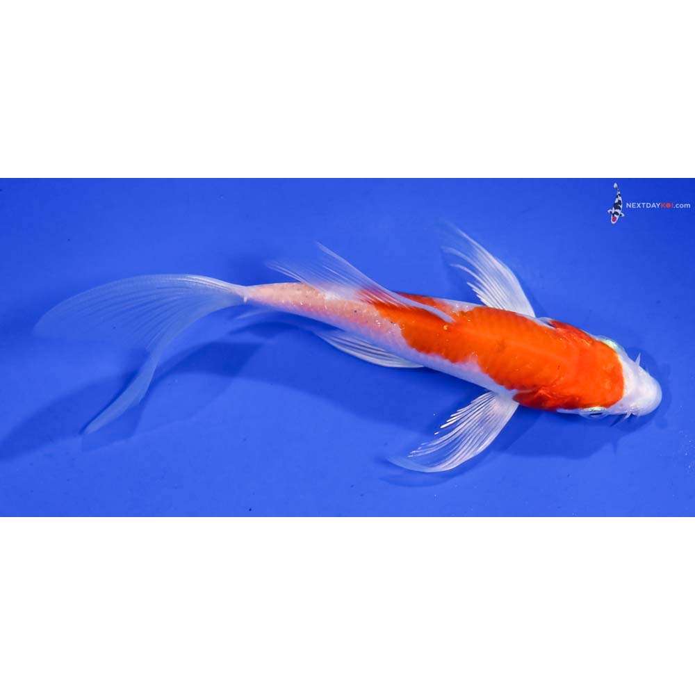 5” Imported Hariwake Butterfly Koi