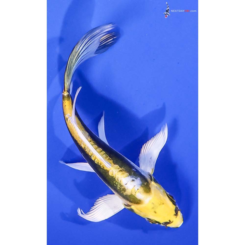 5” Imported Kin Kikokuryu Butterfly Koi
