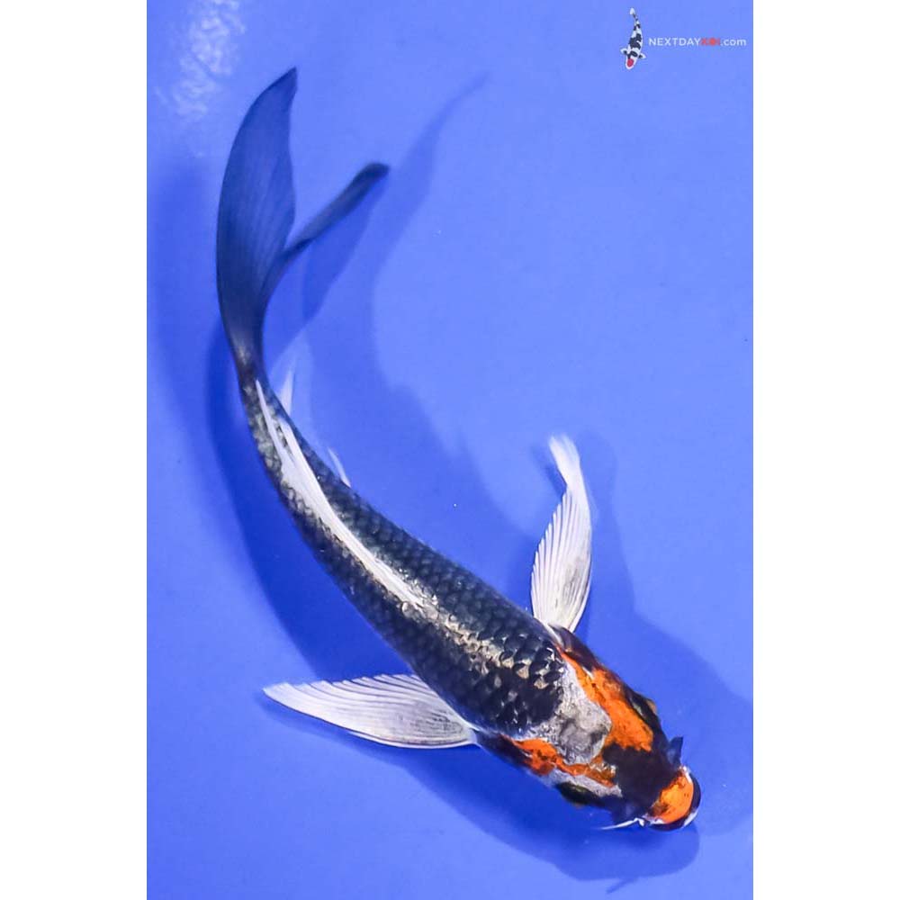 5” Imported Kujaku Butterfly Koi