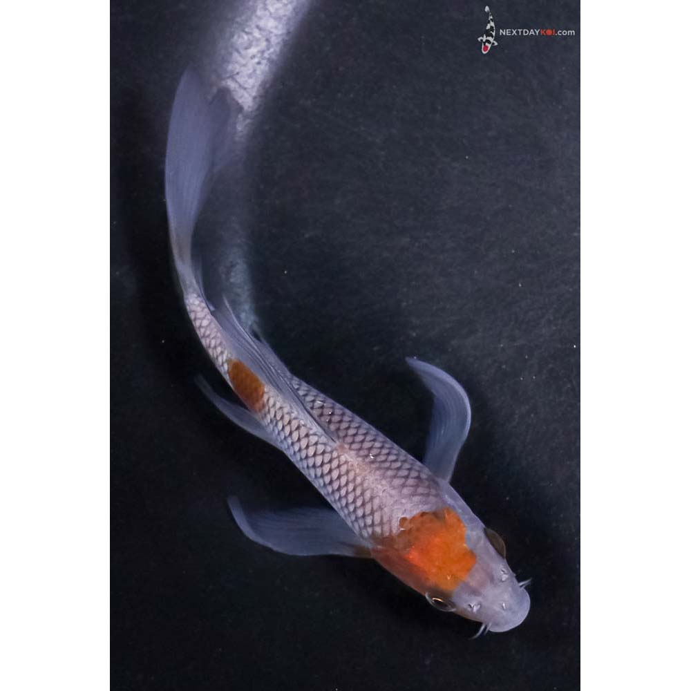 5” Imported Ochiba Shigure Butterfly Koi