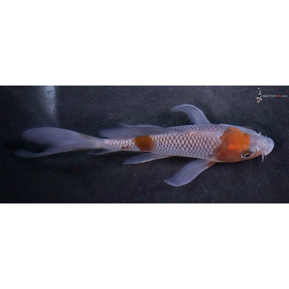5” Imported Ochiba Shigure Butterfly Koi