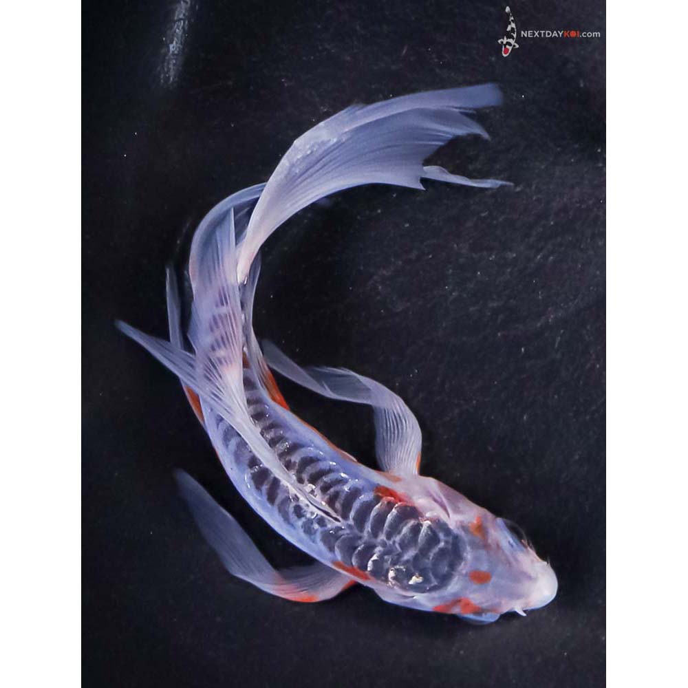 5” Imported Shusui Butterfly Koi