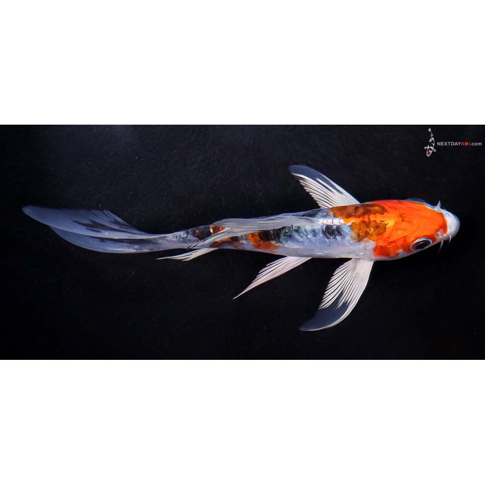 5.5” Imported Heisei Nishiki Butterfly Koi
