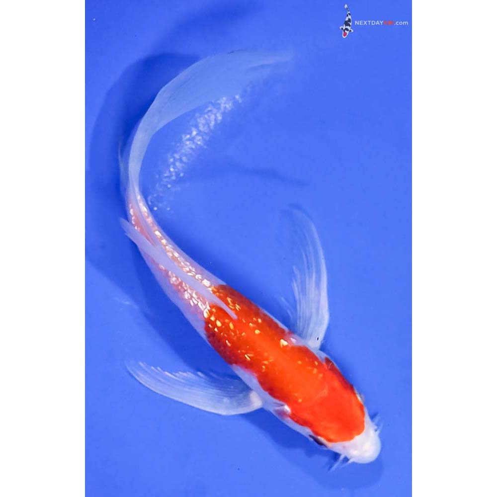 5.5” Imported Gin Rin Hariwake Butterfly Koi