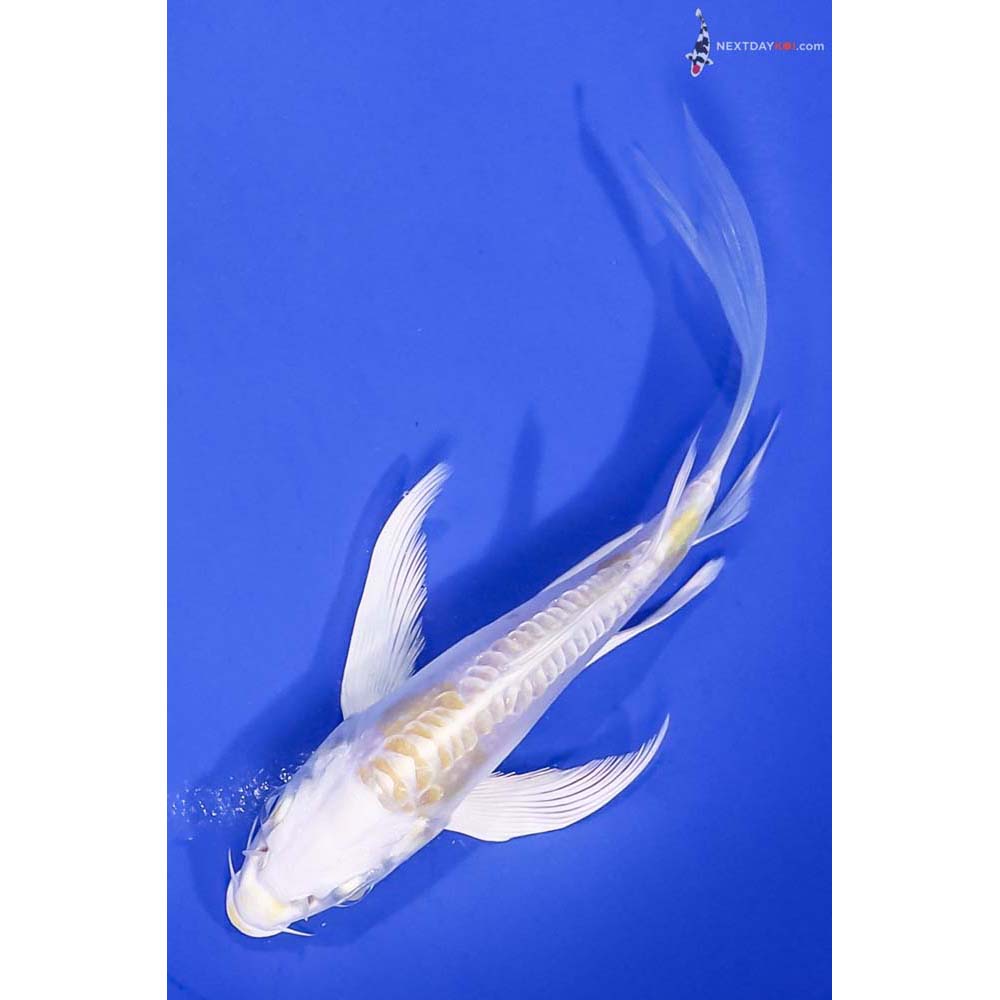 5.5” Imported Doitsu Lemon Hariwake Butterfly Koi