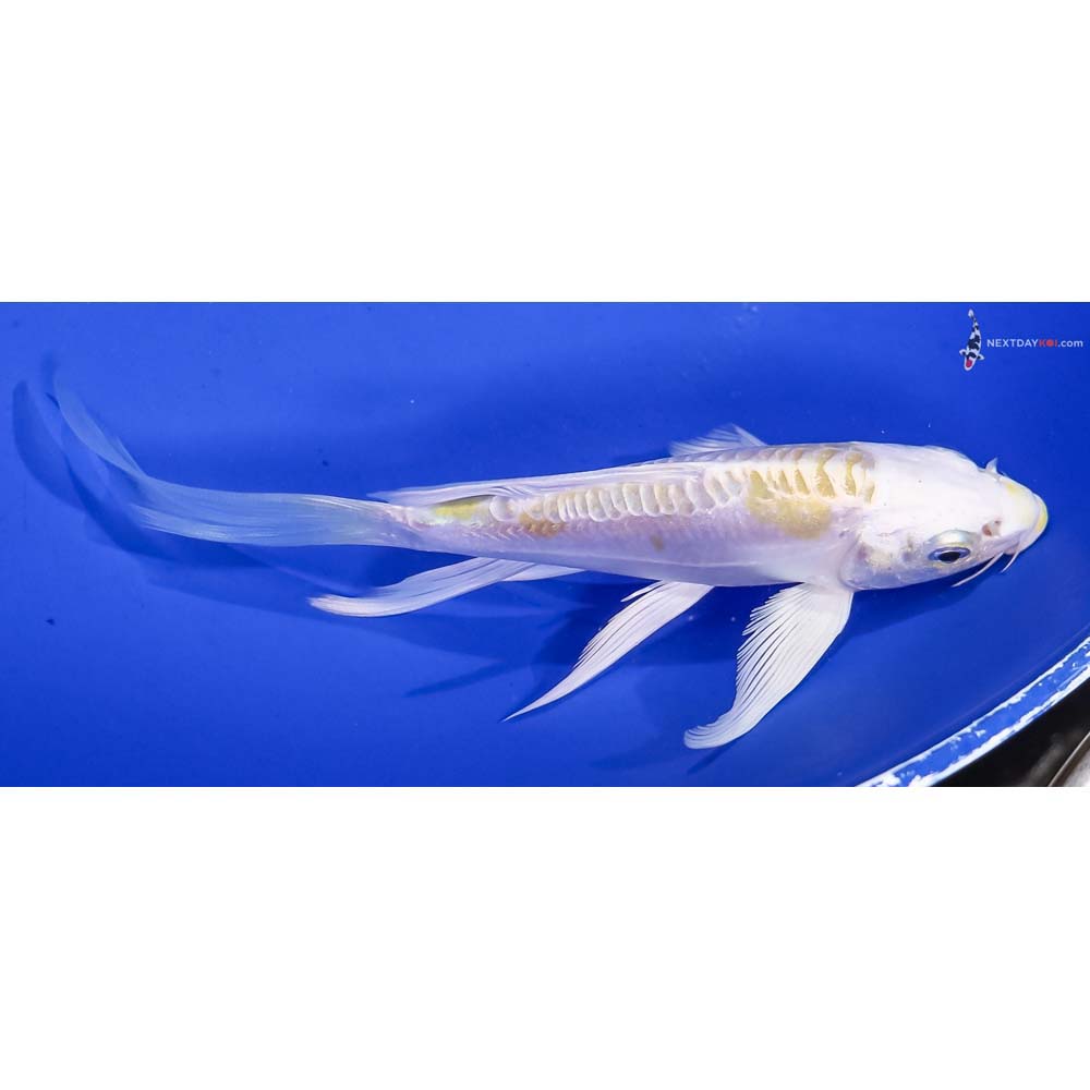 5.5” Imported Doitsu Lemon Hariwake Butterfly Koi