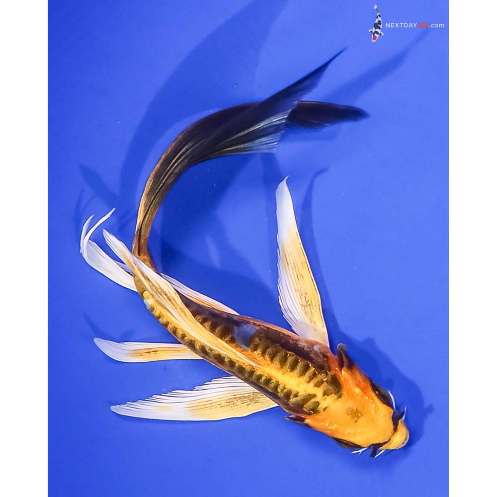 6” Imported Kin Kikokuryu Butterfly Koi