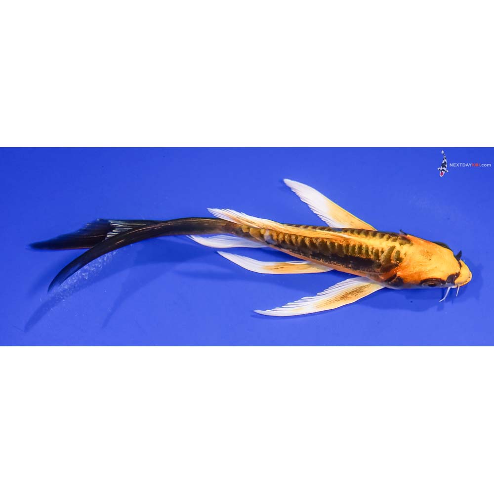 6” Imported Kin Kikokuryu Butterfly Koi
