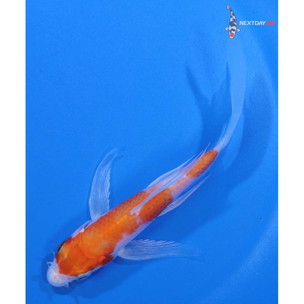 4.5” Imported Hariwake Butterfly Koi