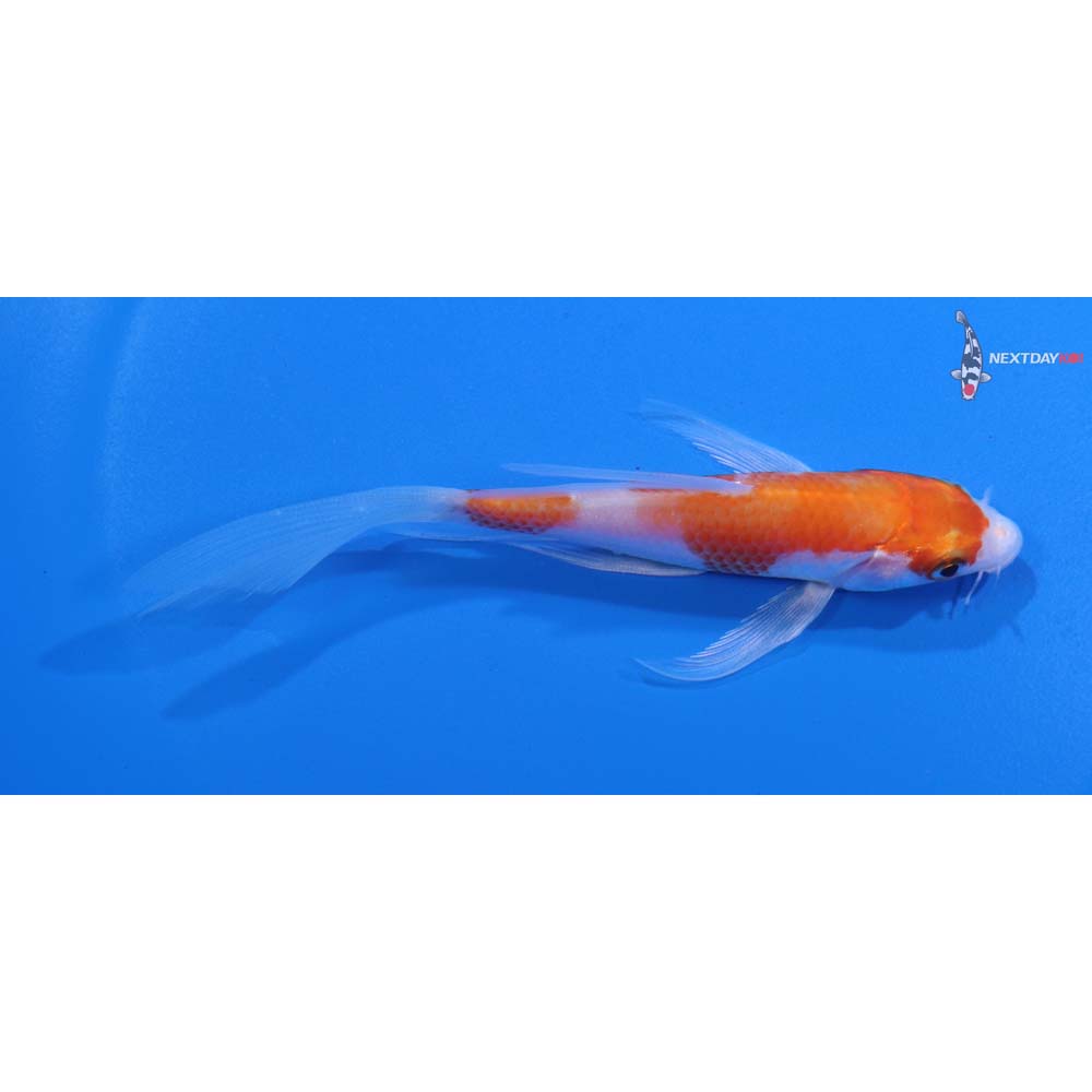 4.5” Imported Hariwake Butterfly Koi