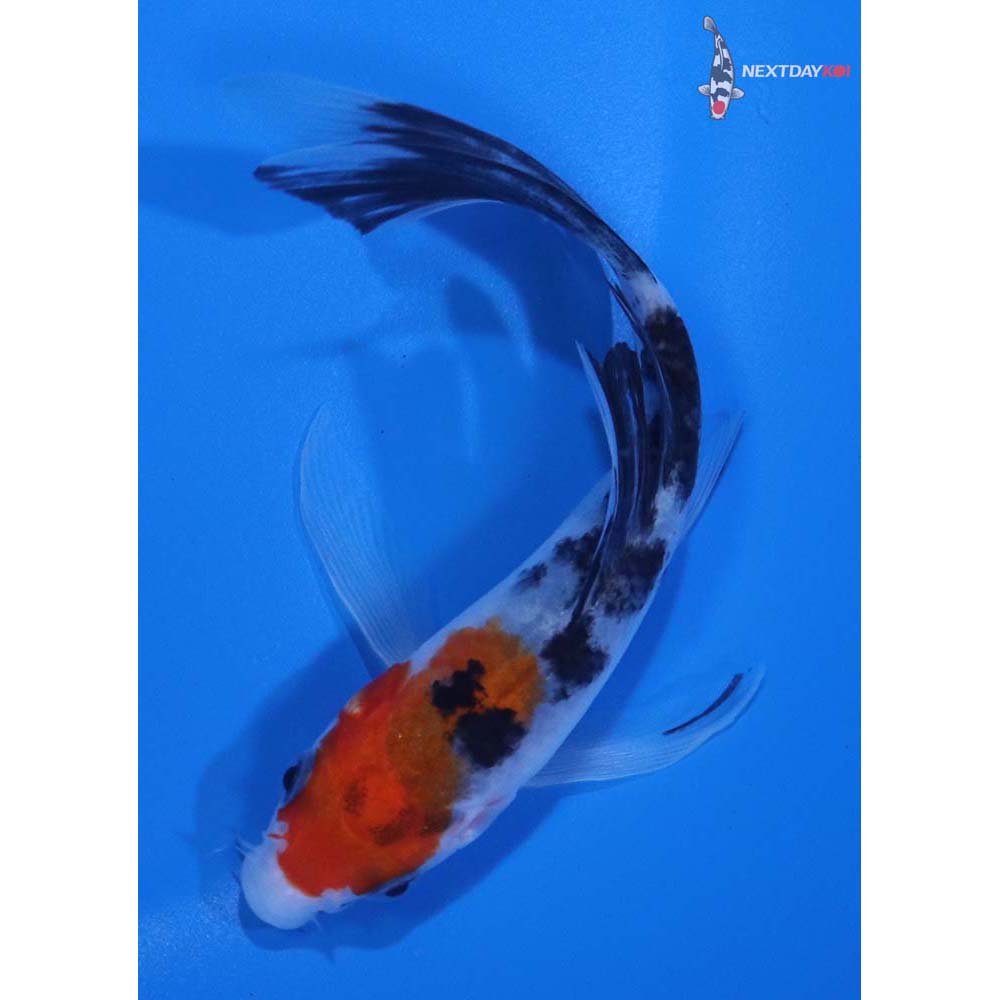 4.5” Imported Sanke Butterfly Koi