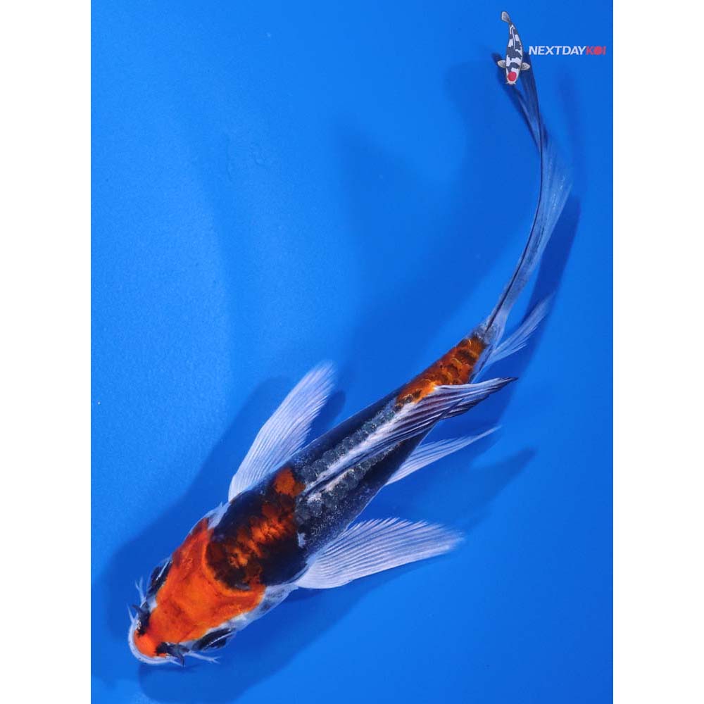 4.5” Imported Kin Kikokuryu Butterfly Koi