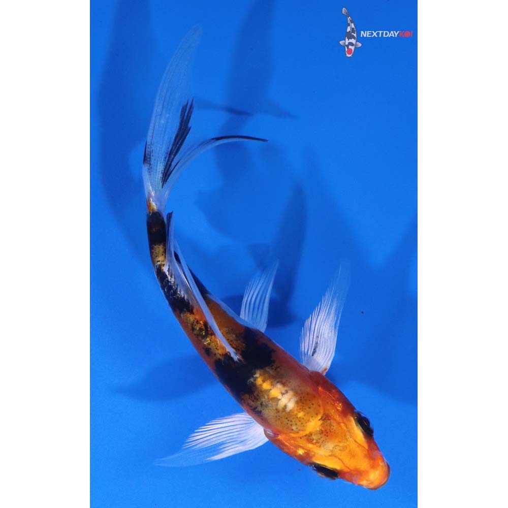4” Imported Heisei Nishiki Butterfly Koi