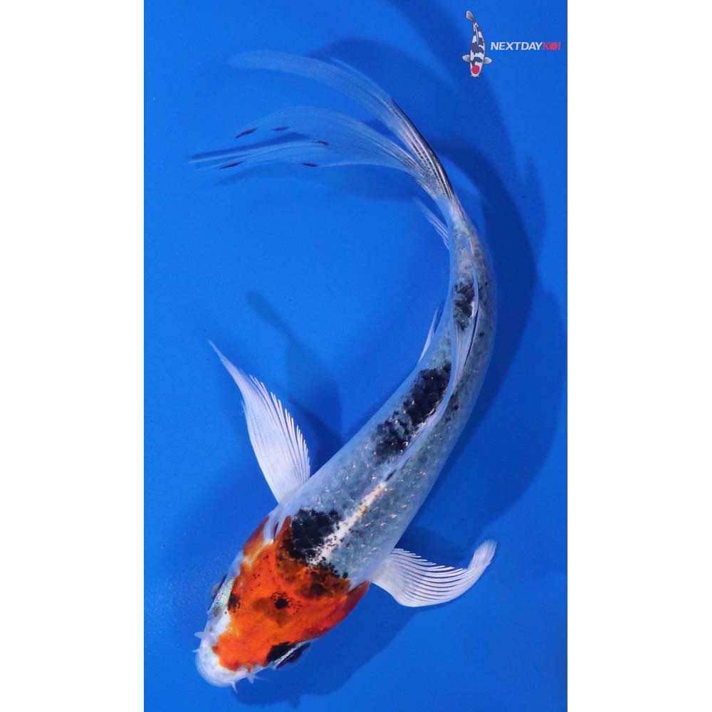 4.5” Imported Yamato Nishiki Butterfly Koi