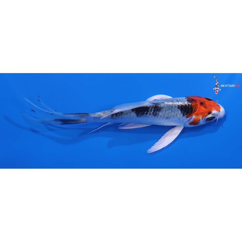 4.5” Imported Yamato Nishiki Butterfly Koi