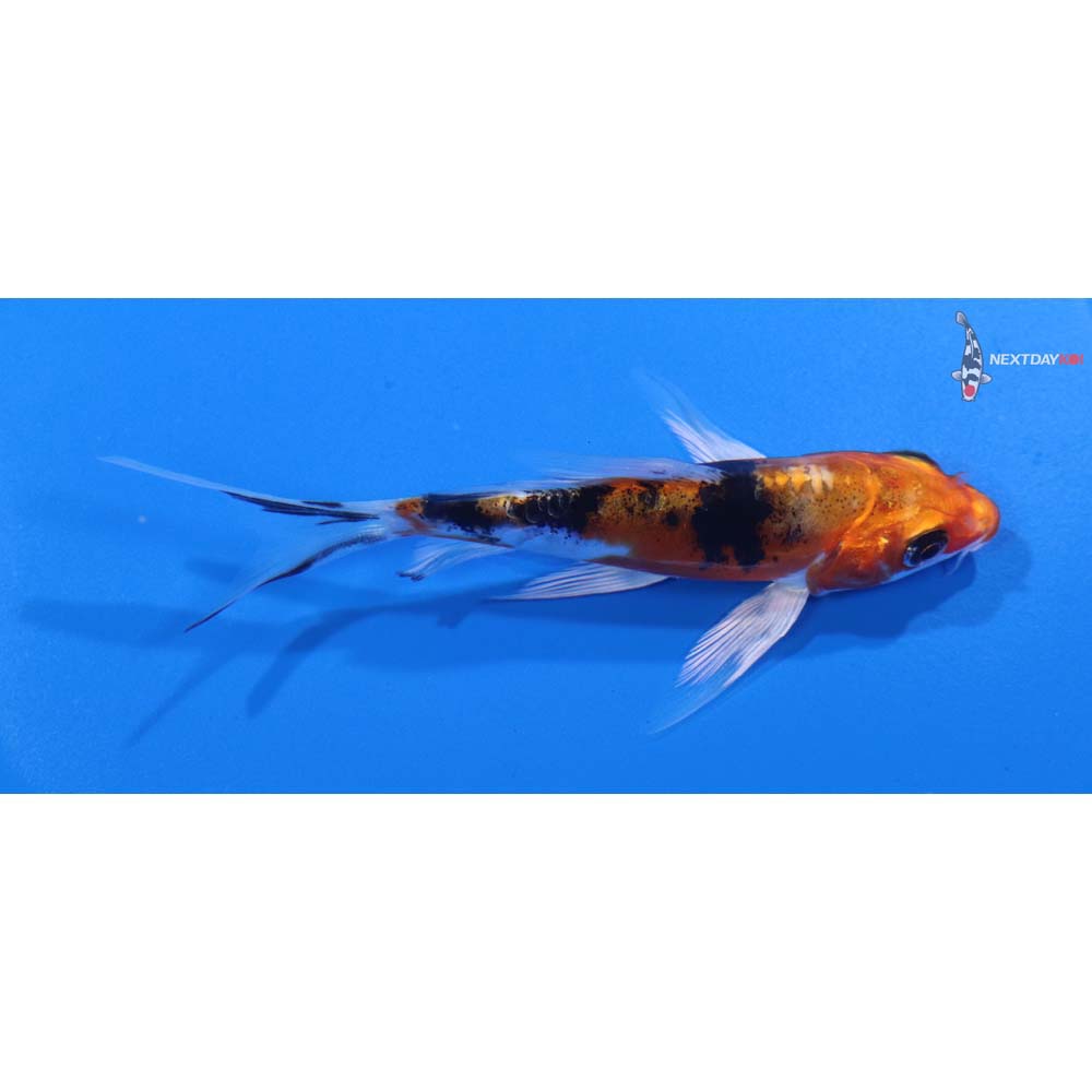 4” Imported Heisei Nishiki Butterfly Koi