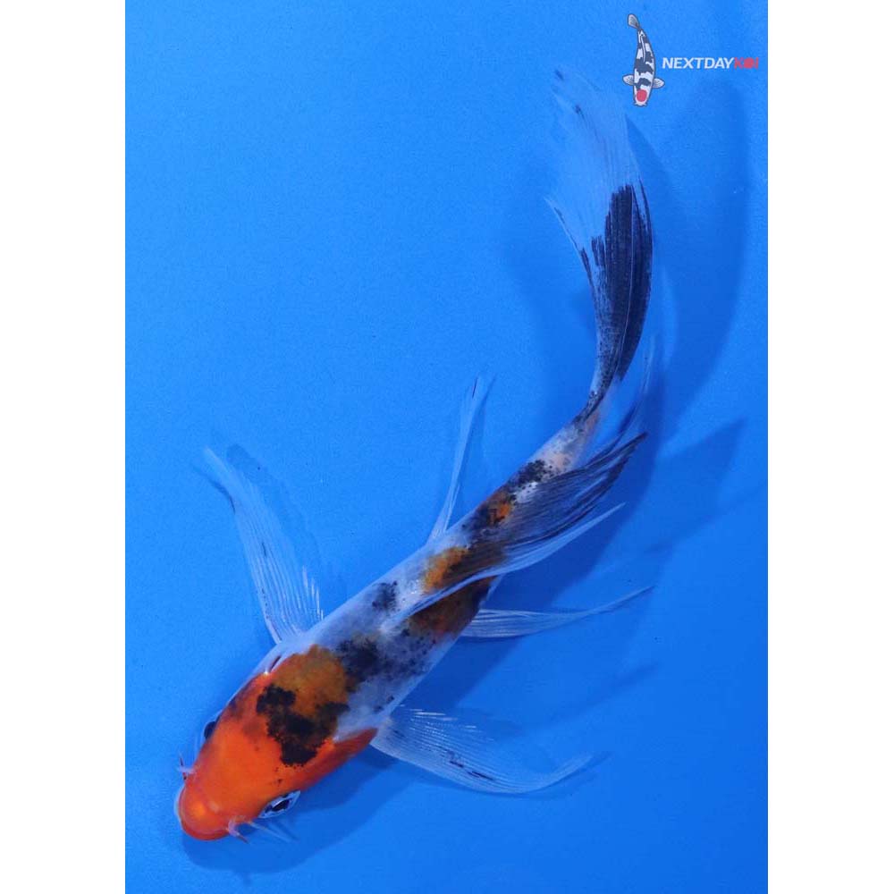 4.5” Imported Sanke Butterfly Koi