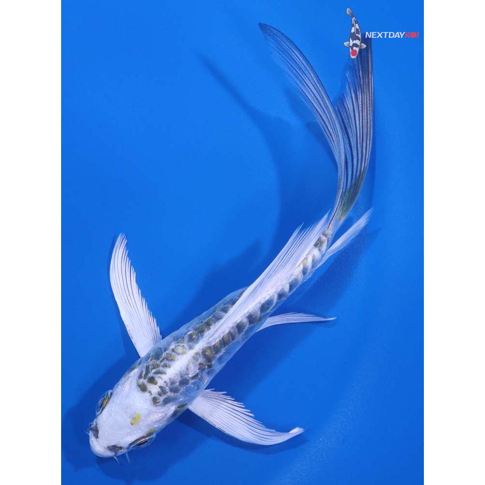 5” Imported Armor Scaled Kujaku Butterfly Koi