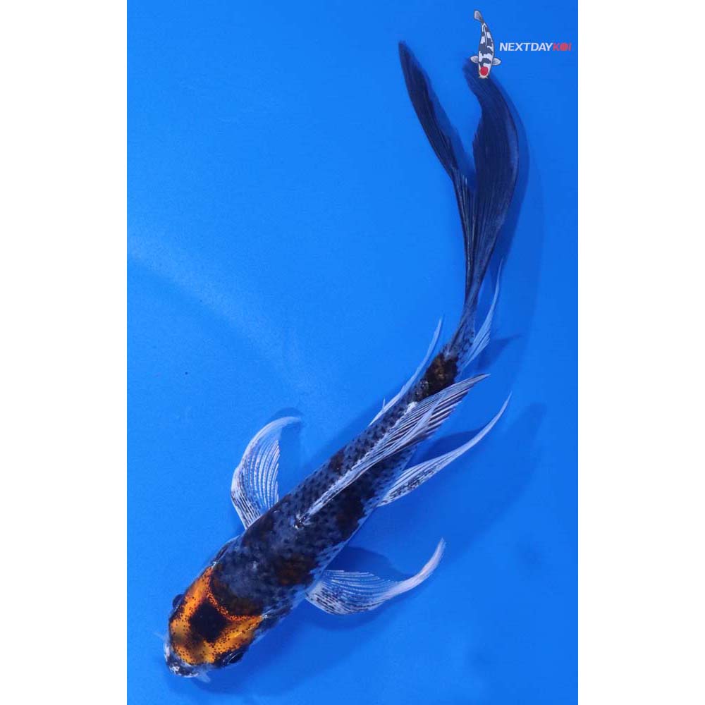 5” Imported Kujaku Butterfly Koi