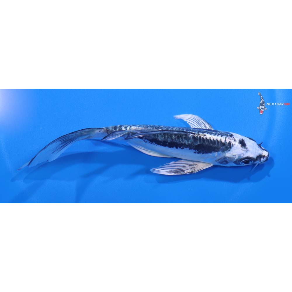 5” Imported Kikokuryu Butterfly Koi