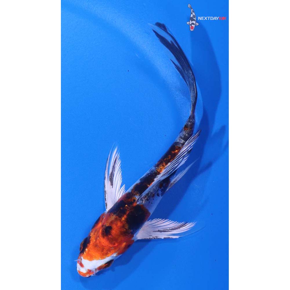 4.5” Imported Heisei Nishiki Butterfly Koi
