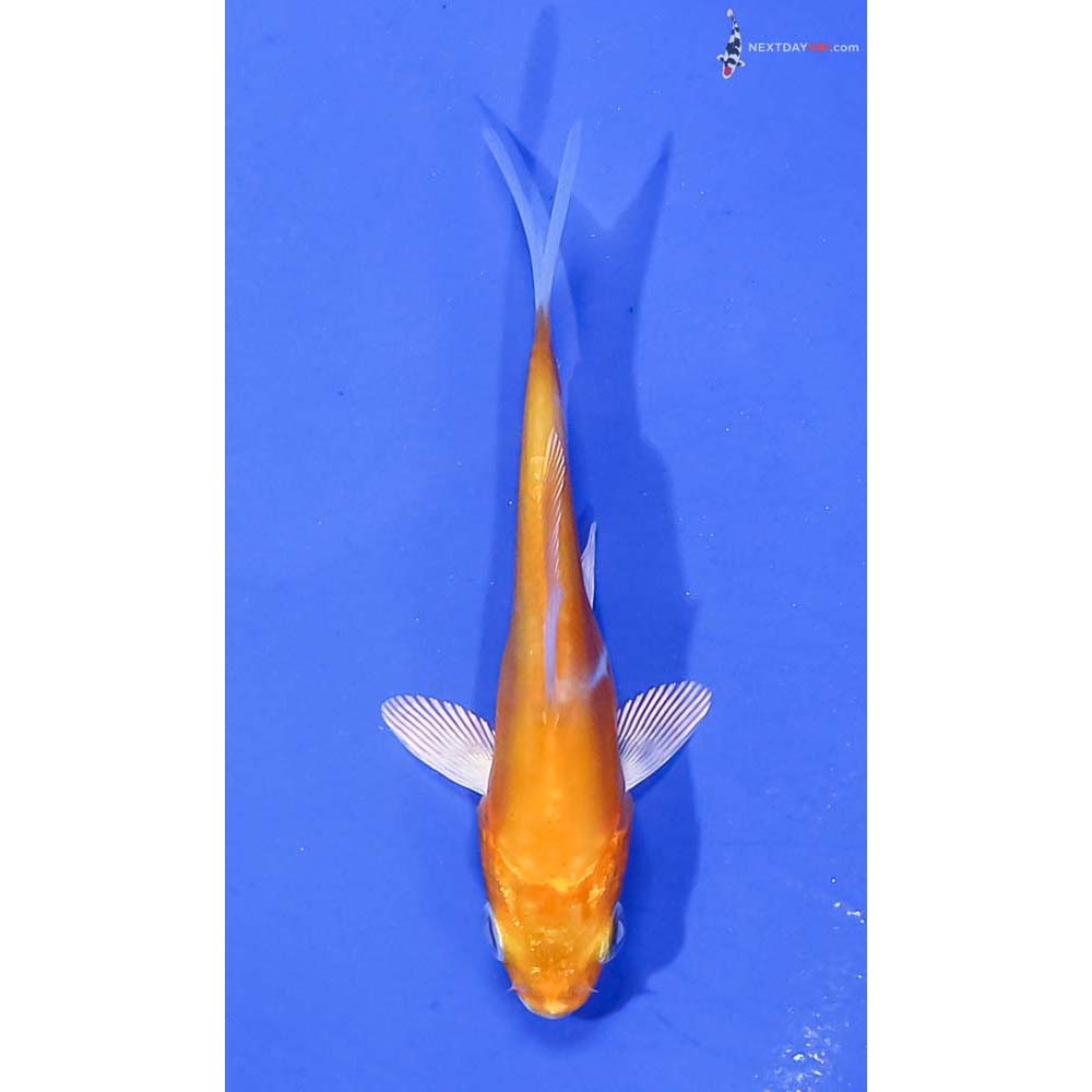 3” Imported Doitsu Lemon Hariwake