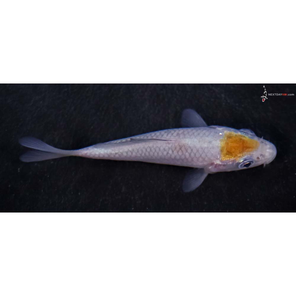 3” Imported Ochiba Shigure