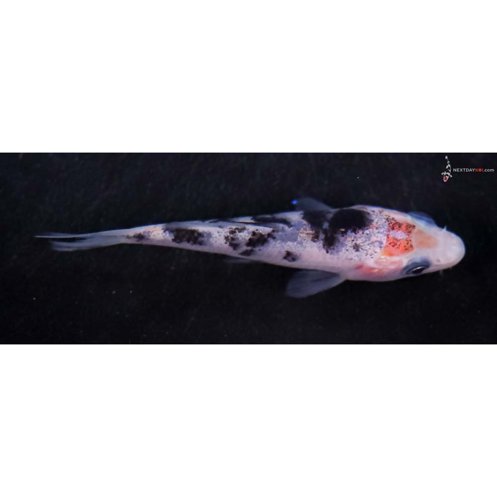 3” Imported Shiro Bekko