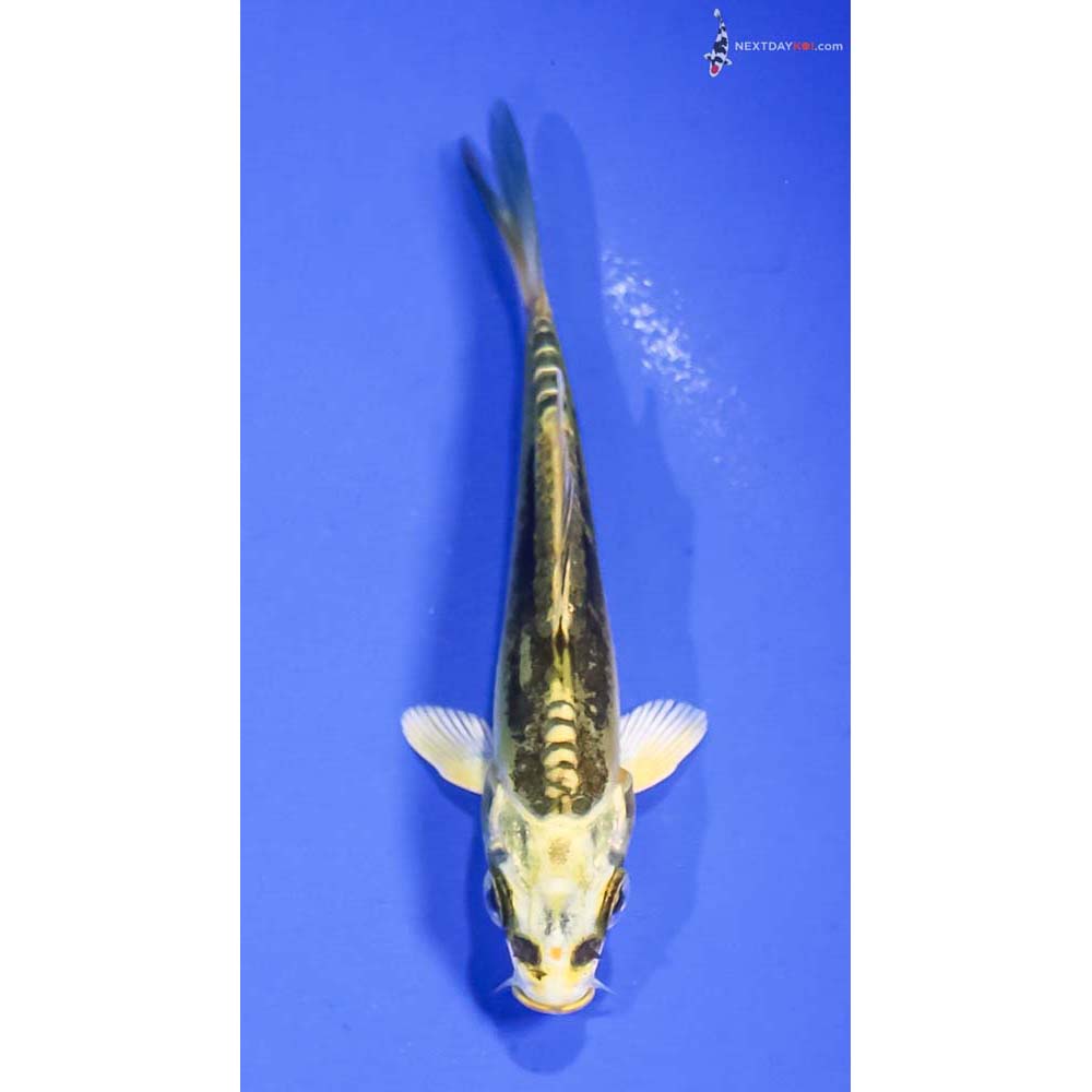 3.5” Imported Kin Kikokuryu