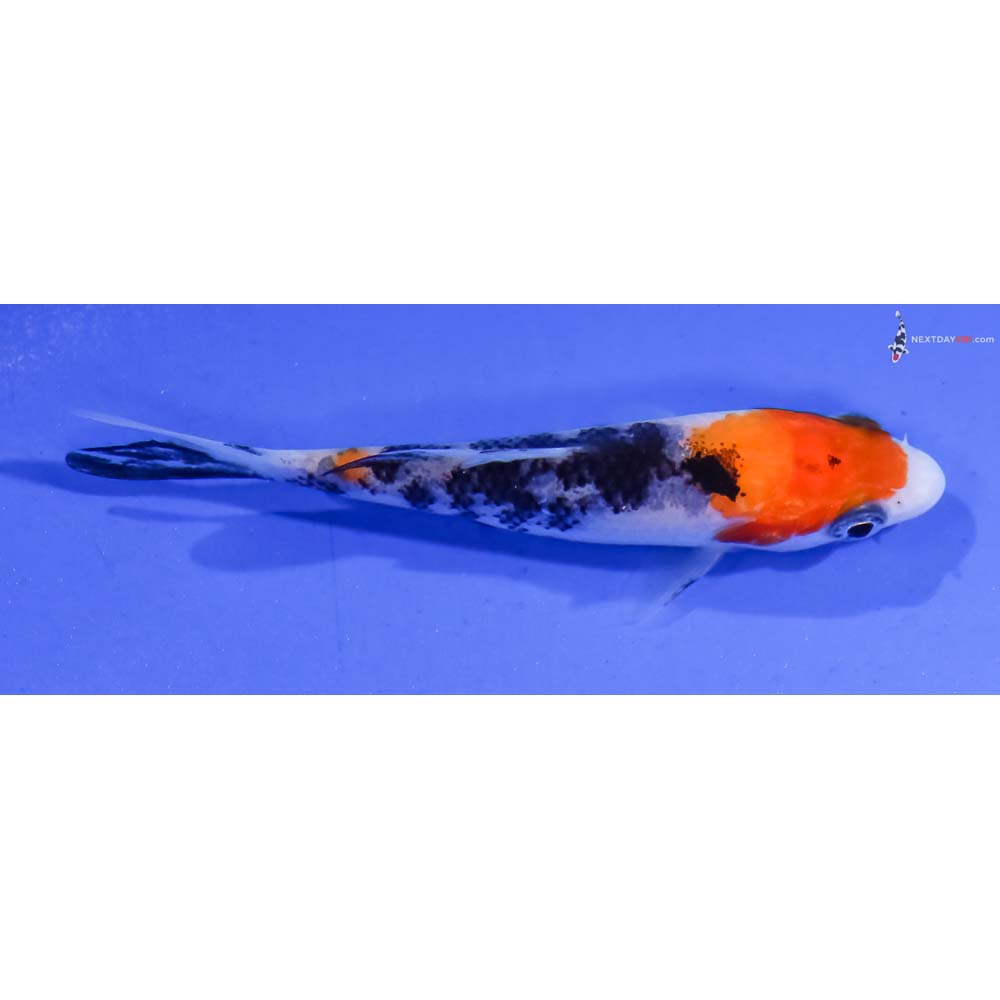 3” Imported Sanke