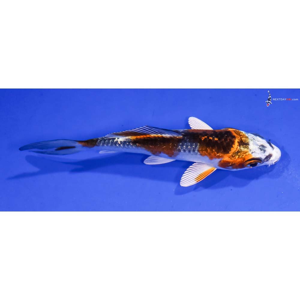 3.5” Imported Kujaku