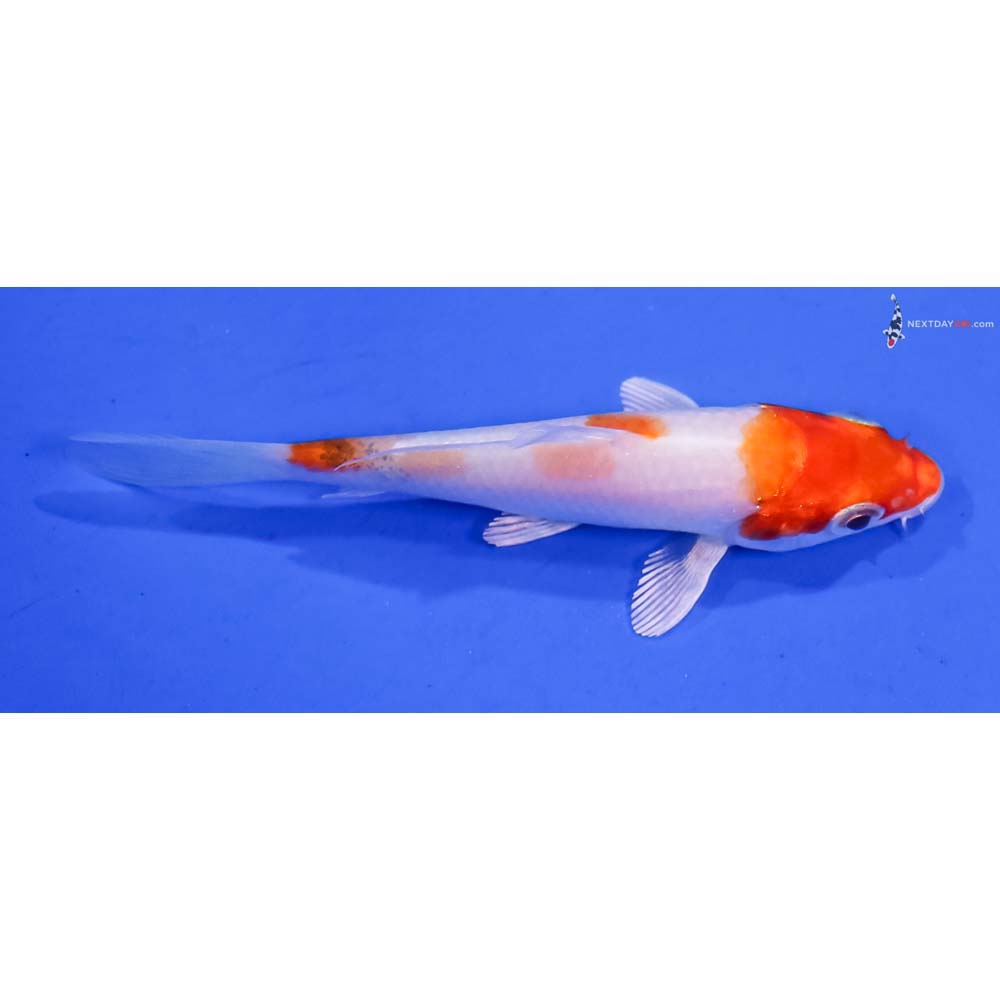 3.5” Imported Hariwake