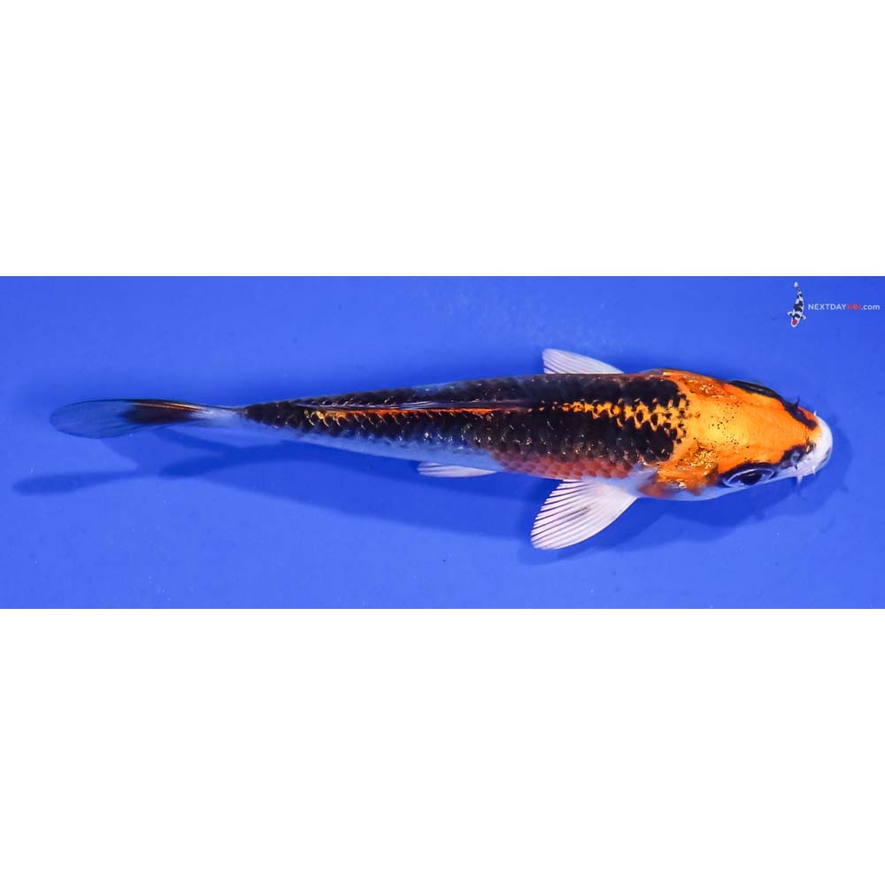 3.5” Imported Kujaku