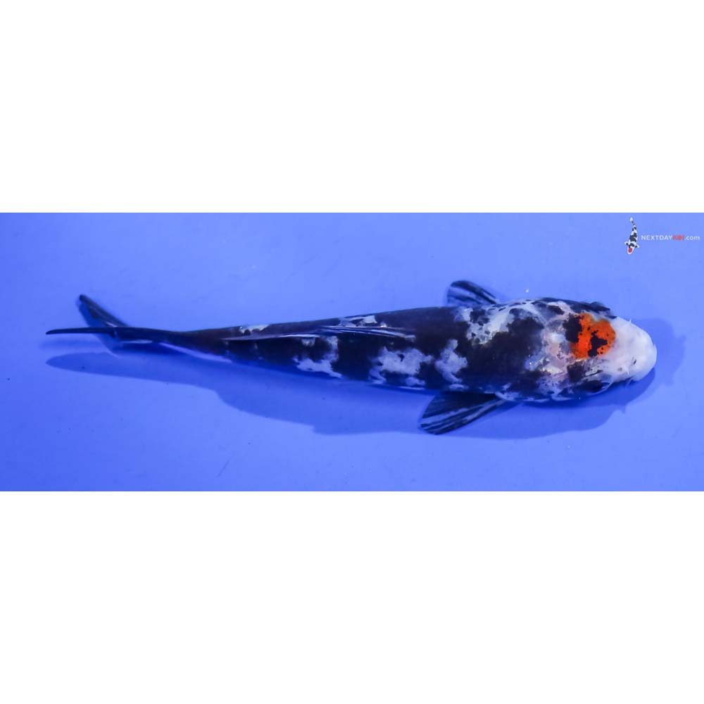 4” Imported Tancho Sanke