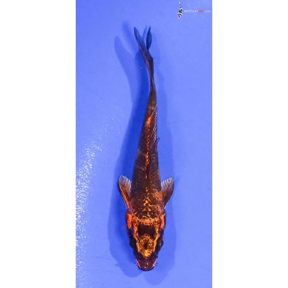 3” Imported Kin Hi Utsuri